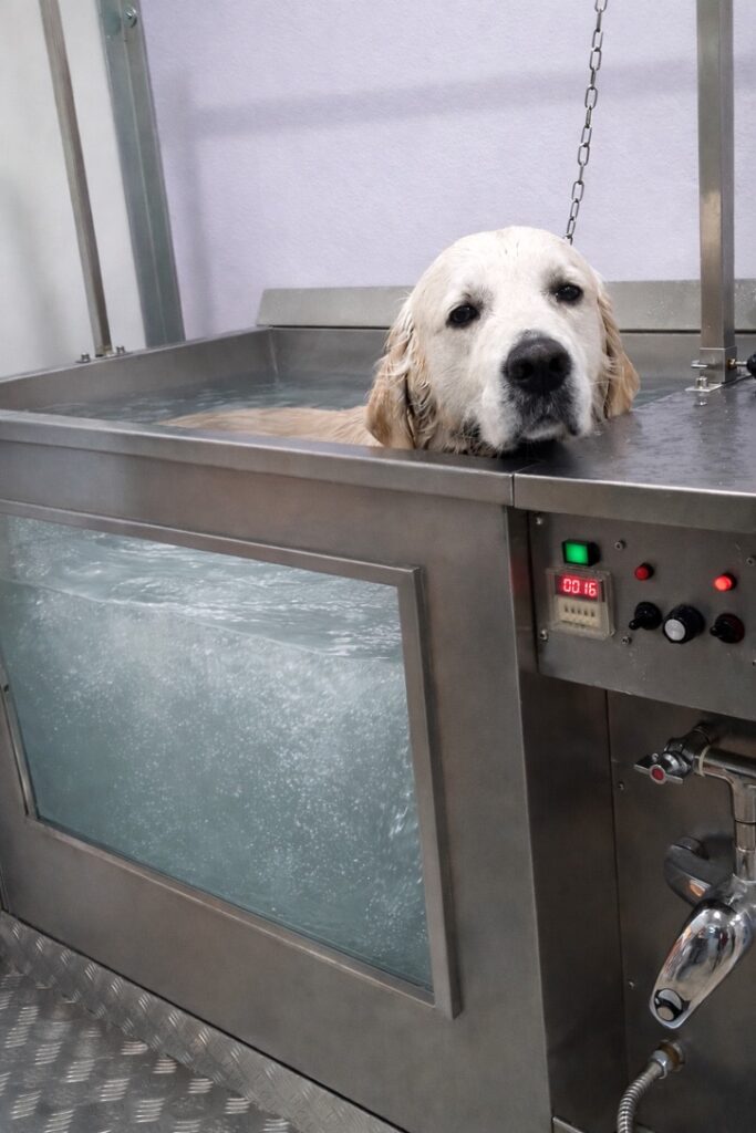 idromassaggio cane Dog In Pet Center Idromassaggo cane trattamento benessere toelettatura