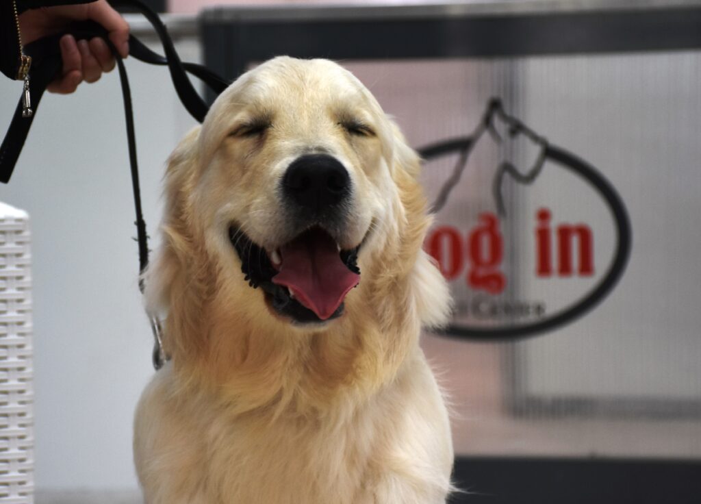 Dog In Pet Center: cura,rispetto e benessere del cane Mission Dog In Pet Center: benessere e toelettatura professionale a Cagliari