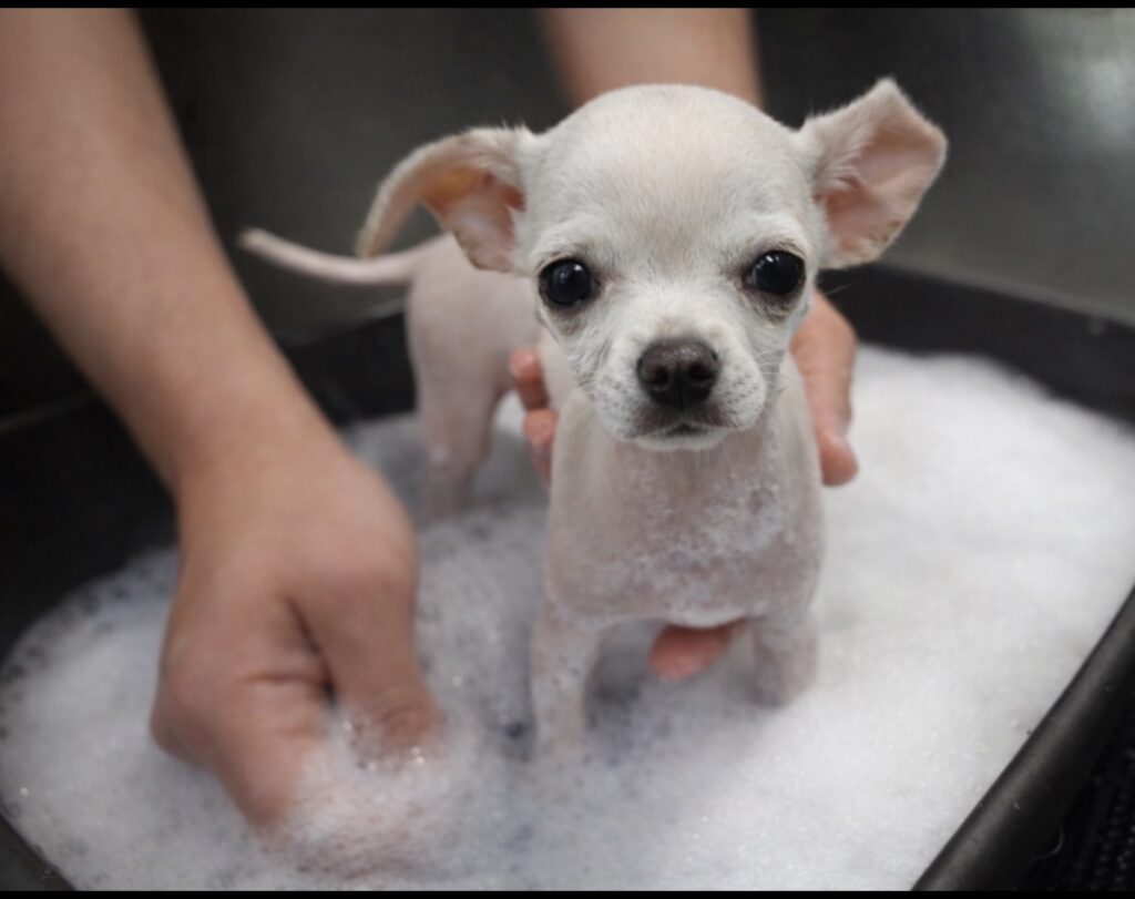 Trattamento cucciolo - Dog In Pet Center Toelettatura cucciolo cane primo trattamento delicato Cagliari