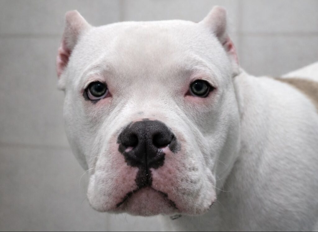 trattamenti toelettatura medicata - Dog in pet center Trattamenti toelettatura professionale per dermatiti cani, sensibilizzazione cutanea, shampoo argilla